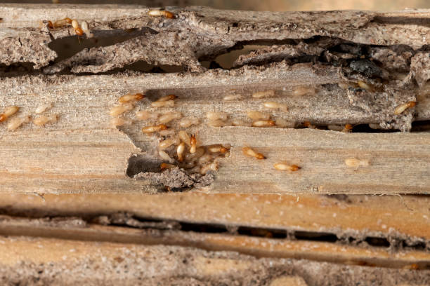 Best Best Pest Control Companies  in Fox Island, WA